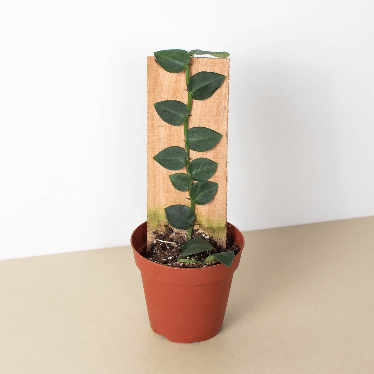 shingle plant indoor Rhaphidophora 'Hayi' (Shingle Plant)