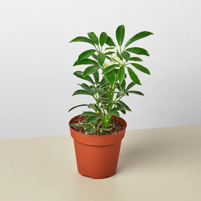 umbrella house plants Schefflera 'Moonlight' | Indoor Plant | Tropical Plant | Potted Plant