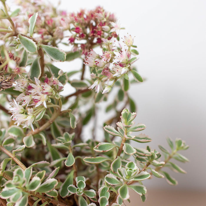 tricolor sedum spurium succulent Sedum Tricolor
