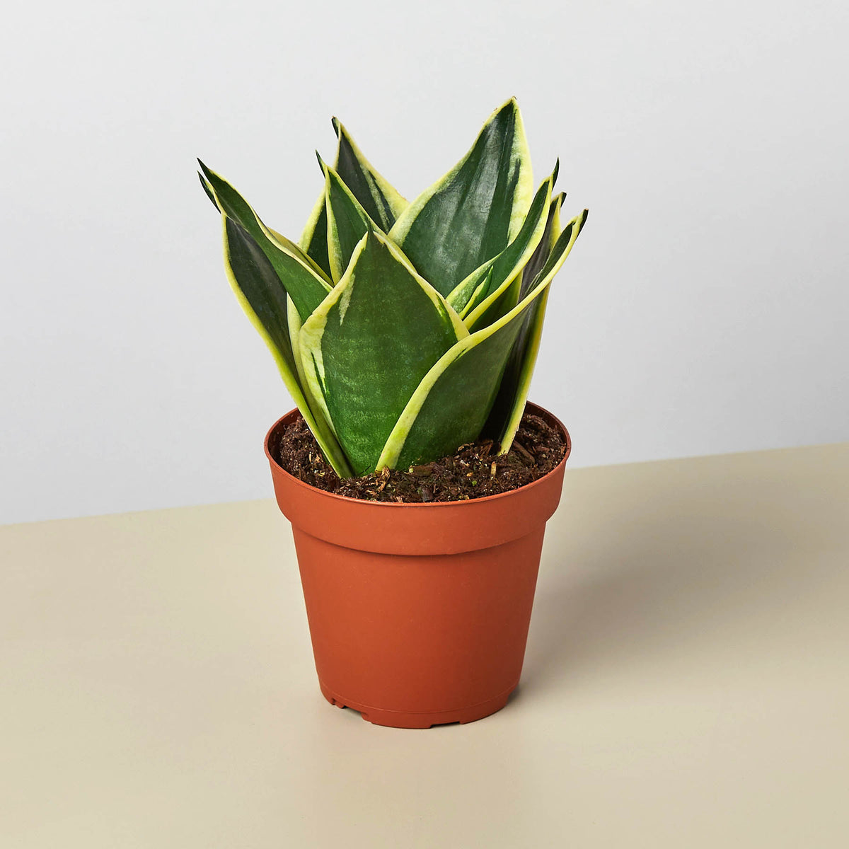 golden snake plant Snake Plant 'Black Gold' | Indoor Plant | Sansevieria | Potted Plant