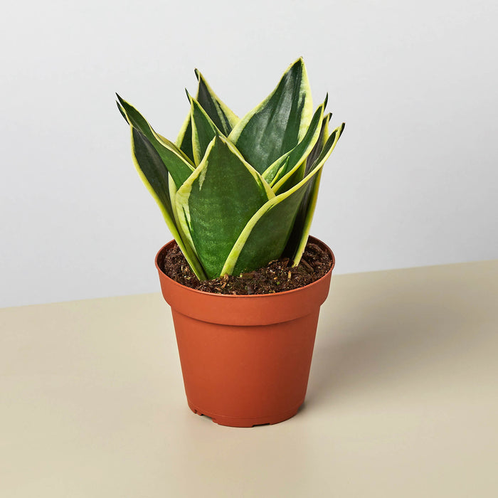 silk snake plant Snake Plant 'Black Gold' | Indoor Plant | Sansevieria | Potted Plant