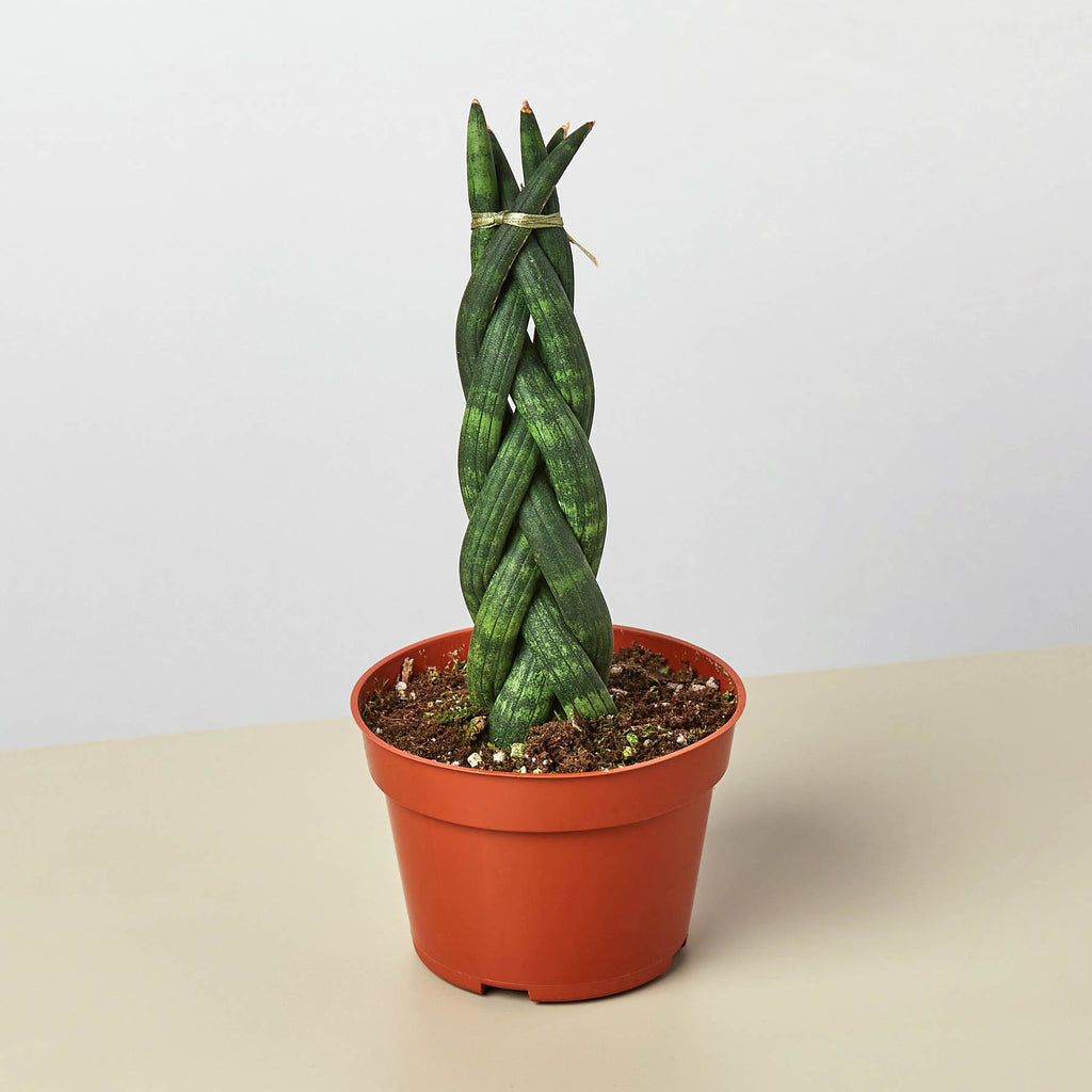sansevieria snake plant in woven river grass Snake Plant 'Braided' | Indoor Plant | Tropical Plant | Potted Plant