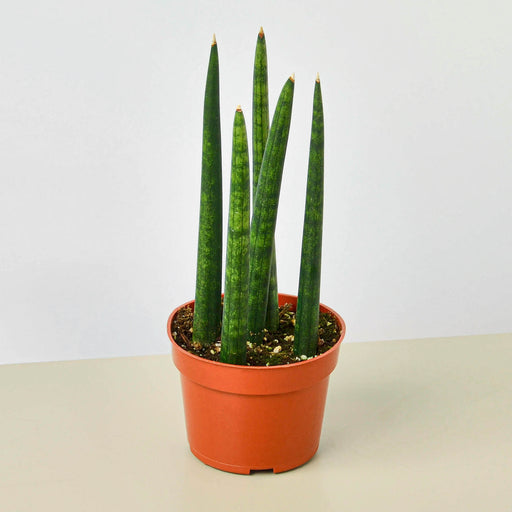 sansevieria cylindrica for sale Snake Plant 'Cylindrica'