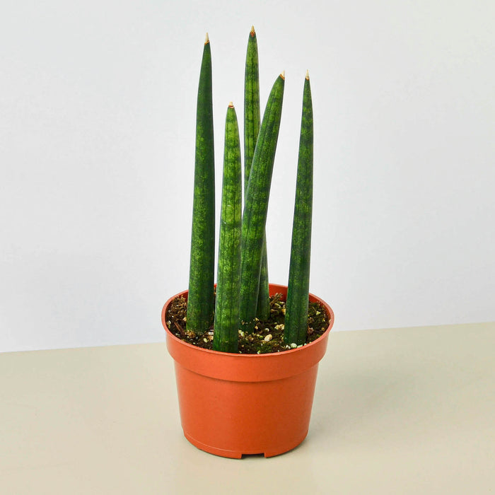 caneroon snake plant Snake Plant 'Cylindrica'