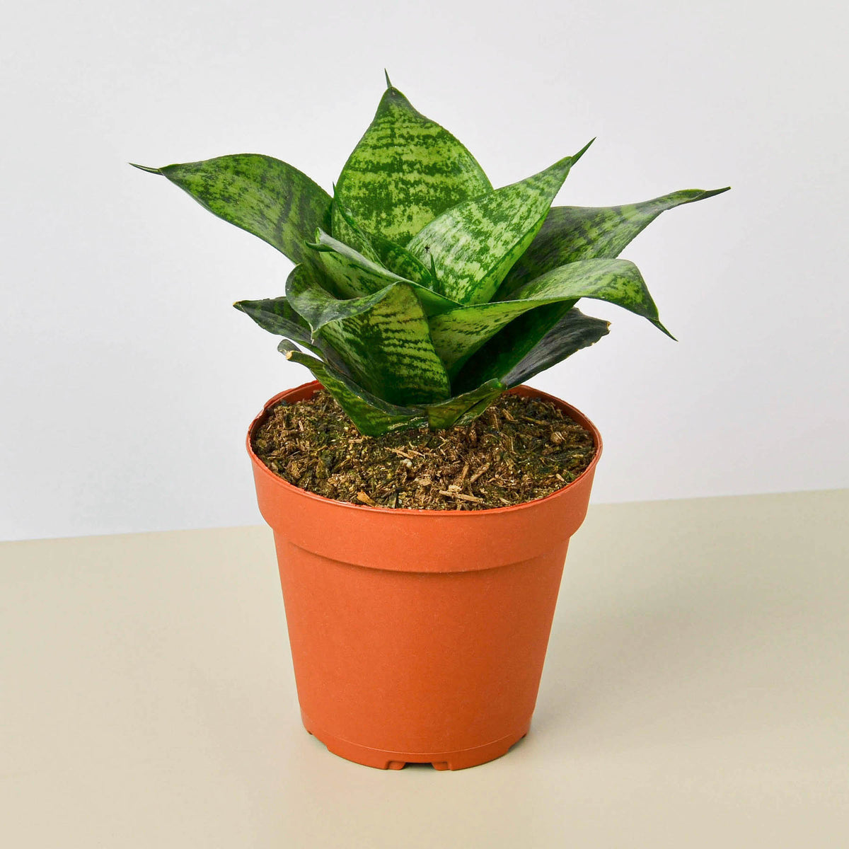 black star snake plant Snake Plant 'Forest Star' | Indoor Plant | Tropical Plant | Potted Plant