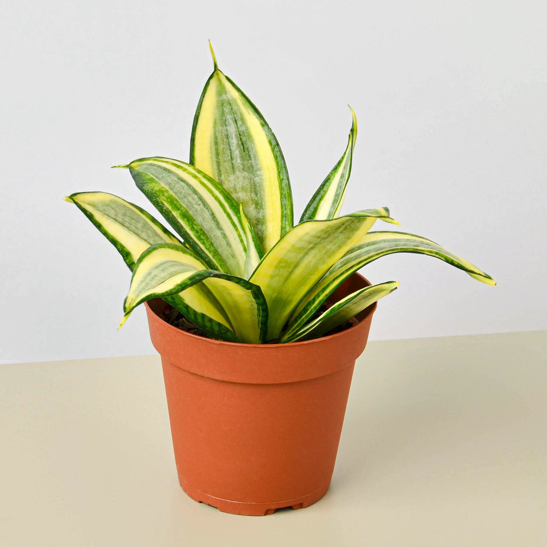 Snake Plant 'Gold Hahnii' Indoor Plant Sansevieria Potted Plant