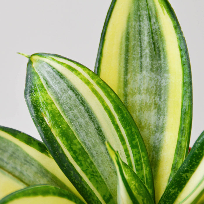 sansevieria hahnii gold Snake Plant 'Gold Hahnii' | Indoor Plant | Sansevieria | Potted Plant