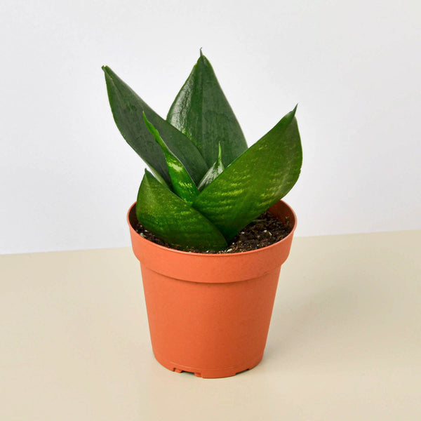 sansevieria trifasciata jade Snake Plant 'Jade' | Indoor Plant | Tropical Plant | Potted Plant