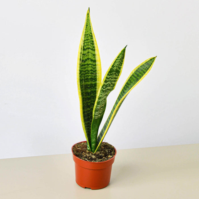 sansevieria tri laurentii Snake Plant 'Laurentii' | Indoor Plant | Tropical Plant | Potted Plant