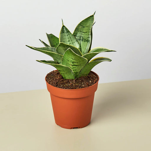 indoor snake plant for sale Snake Plant 'Starlight' | Indoor Plant | Tropical Plant | Potted Plant