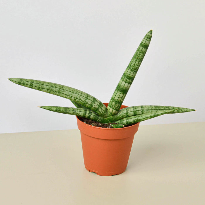 starfish snake plant size Snake Plant 'Starfish'