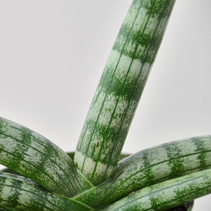 snake plant phylum Snake Plant 'Starfish' | Indoor Plant | Sansevieria | Potted Plant
