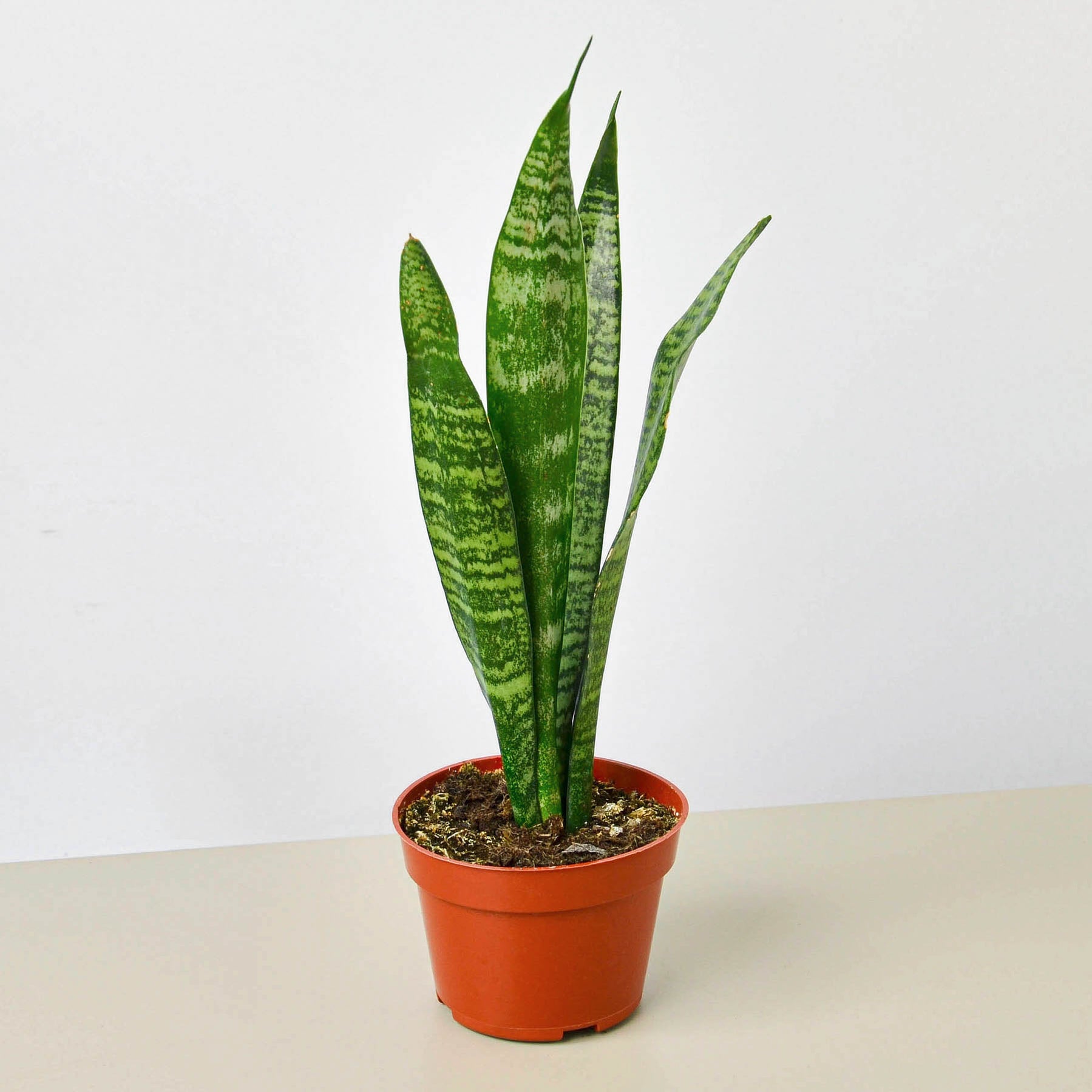 Snake Plant 'Zeylanica' | Indoor Plant | Tropical Plant | Potted Plant ...