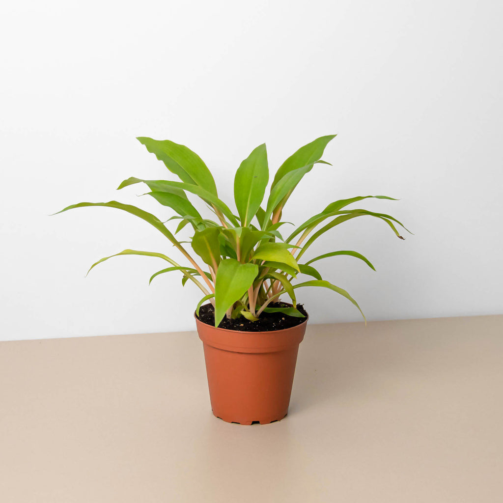 Spider Plant 'Fire Flash' | Indoor Plant | Tropical Plant | Potted Plant