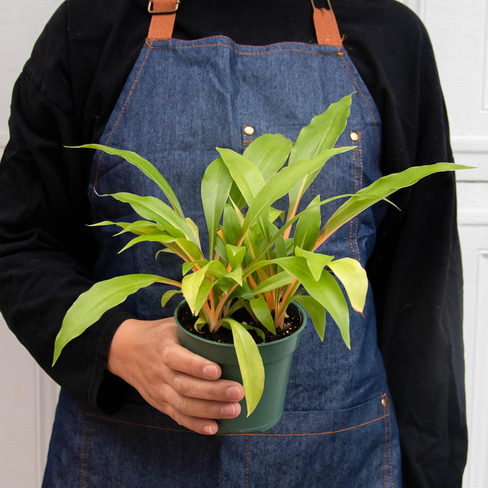 fire flash plant indoor Spider Plant 'Fire Flash'