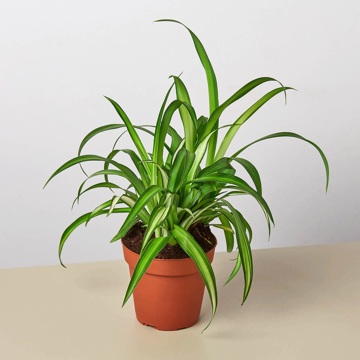 spider plant flowering Spider Plant 'Hawaiian' | Indoor Plant | Tropical Plant | Potted Plant