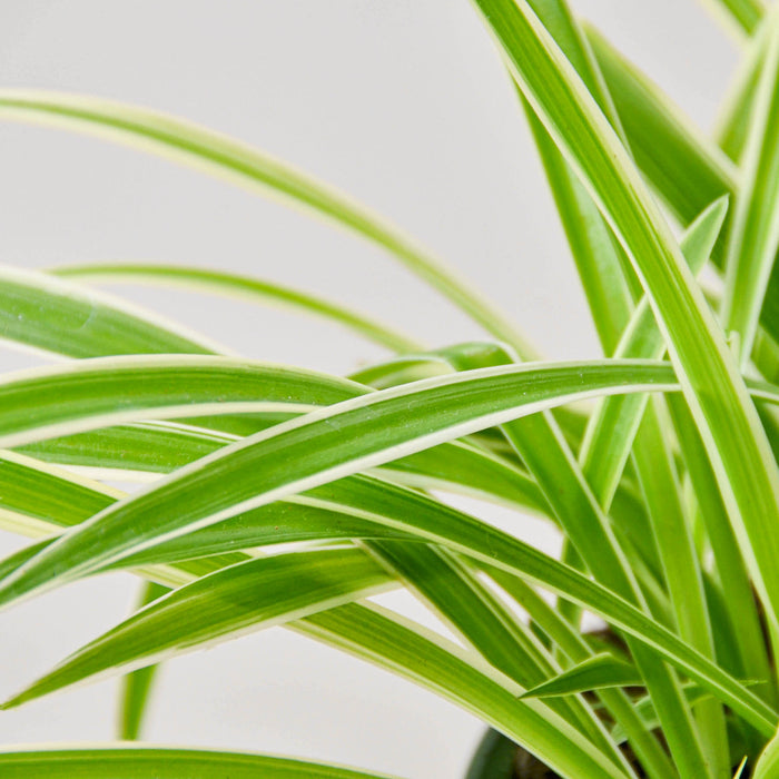 spider plant cost Spider Plant 'Reverse' | Indoor Plant | Tropical Plant | Potted Plant