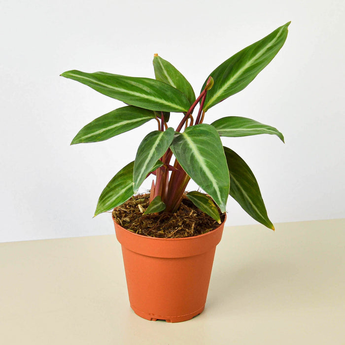 indoor plant with red stem and green leaves Stromanthe 'Sanguinea' | Indoor Plant | Tropical Plant | Potted Plant
