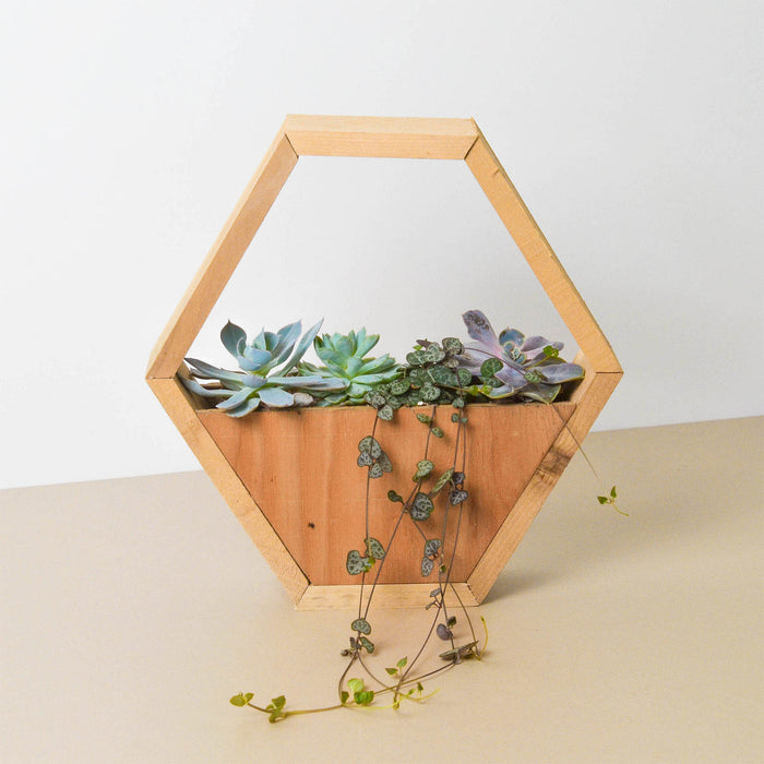4" Succulent Variety - Hexagarden Pot