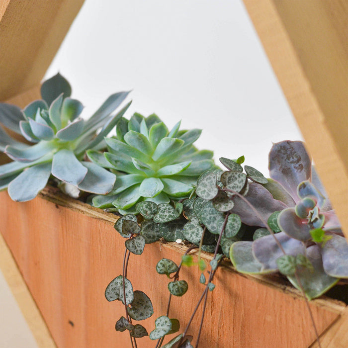 4 in succulent pot 4" Succulent Variety - Hexagarden Pot | Indoor Plant | Tropical Plant | Potted Plant