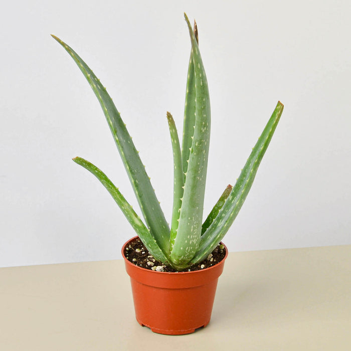 Aloe Vera Indoor Plant | Tropical Plant | Potted Plant House Plant Shop