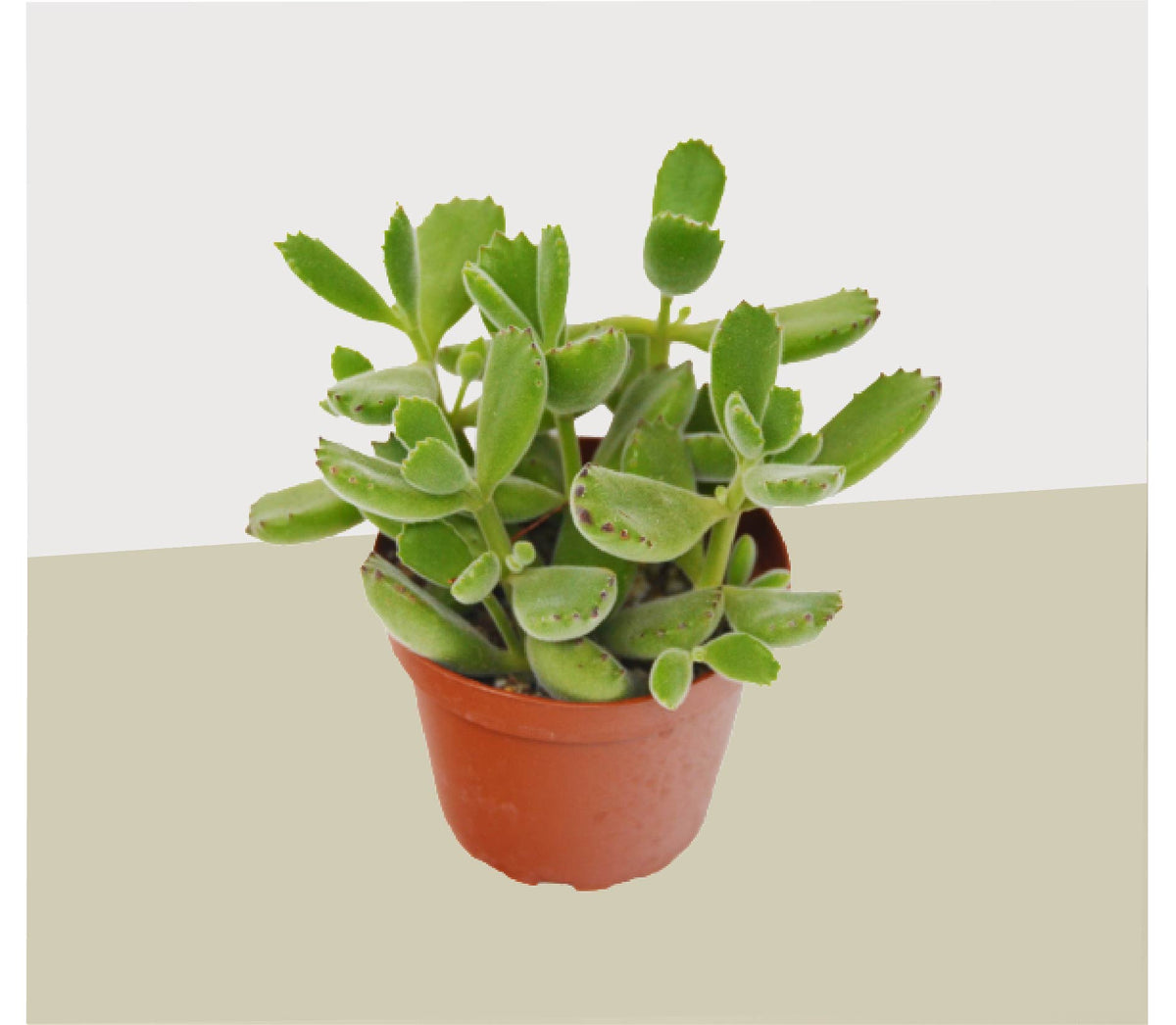 Succulent Cotyledon 'Bear Paw' | Indoor Plant | Tropical Plant | Potted  Plant
