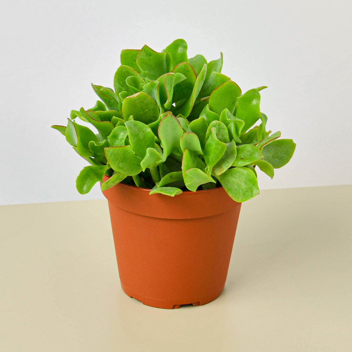 succulent ripple jade Succulent 'Ripple Jade'