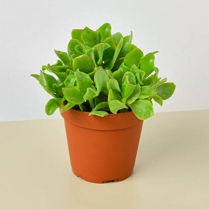 jade plants for sale Succulent 'Ripple Jade' | Indoor Plant | Tropical Plant | Potted Plant