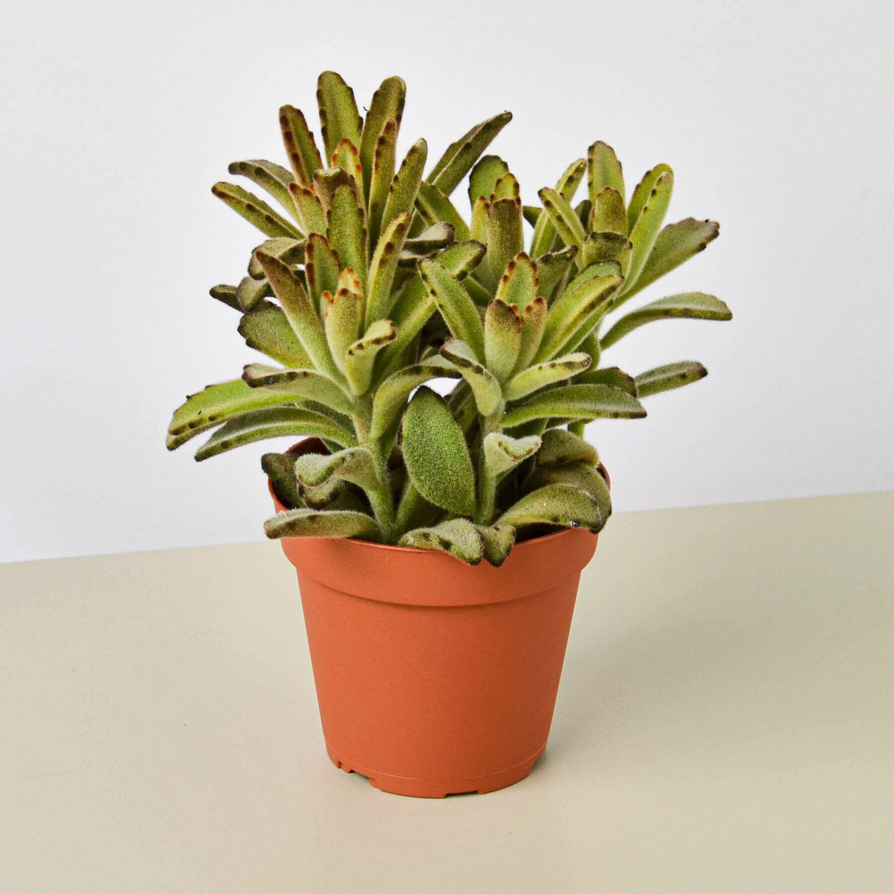 Kalanchoe Tomentosa 'Chocolate Soldier' Succulent - 4