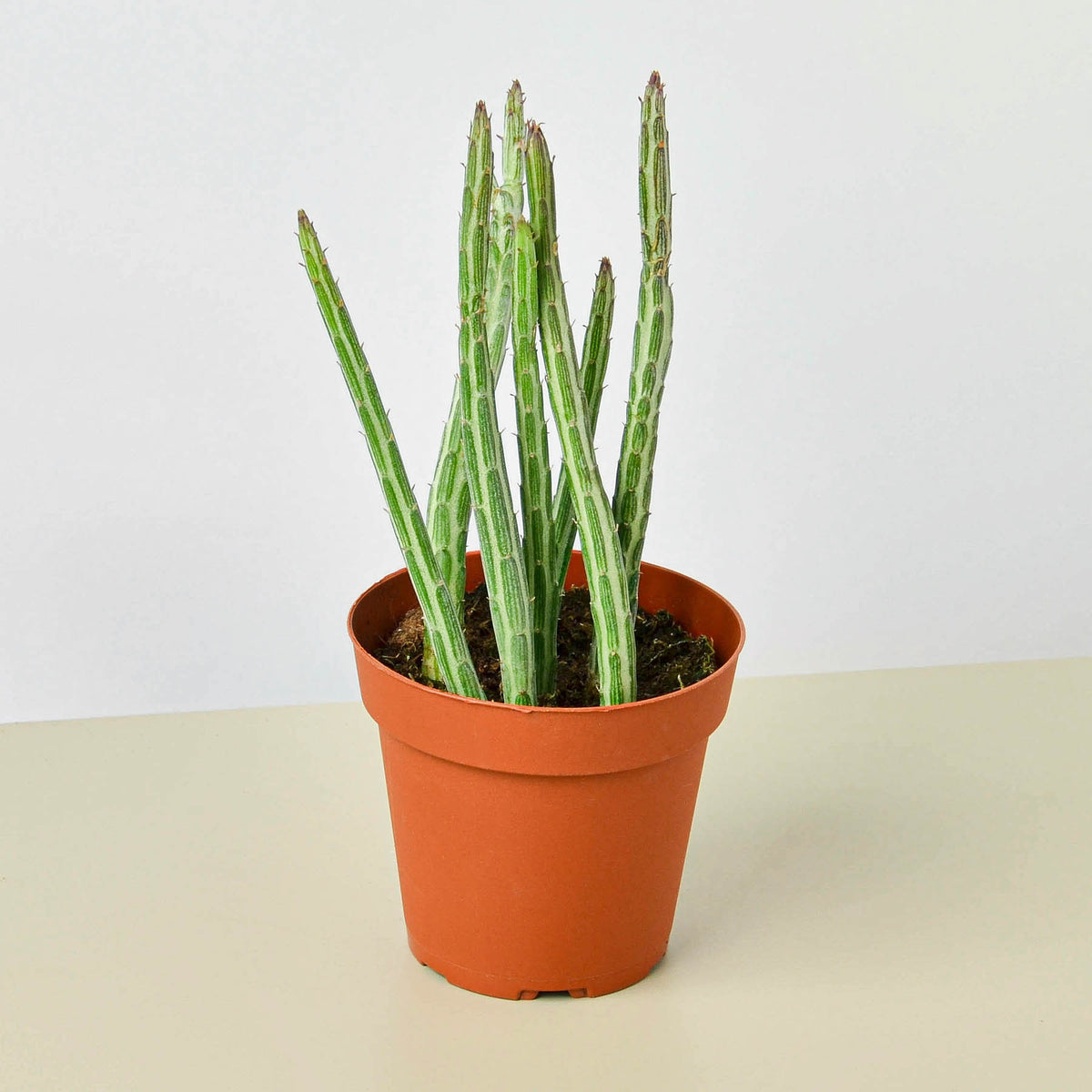 long skinny succulent plant Succulent Senecio Stapeliiformis 'Pickle Plant'