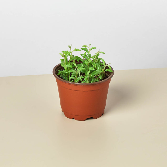 dolphin succulent where to buy Succulent 'String of Dolphins'