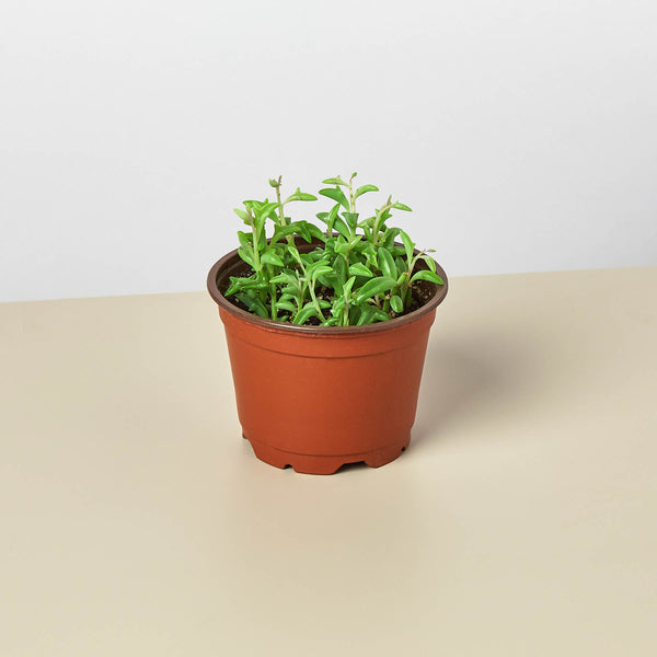 dolphin plant care indoors Succulent 'String of Dolphins' | Indoor Plant | Tropical Plant | Potted Plant