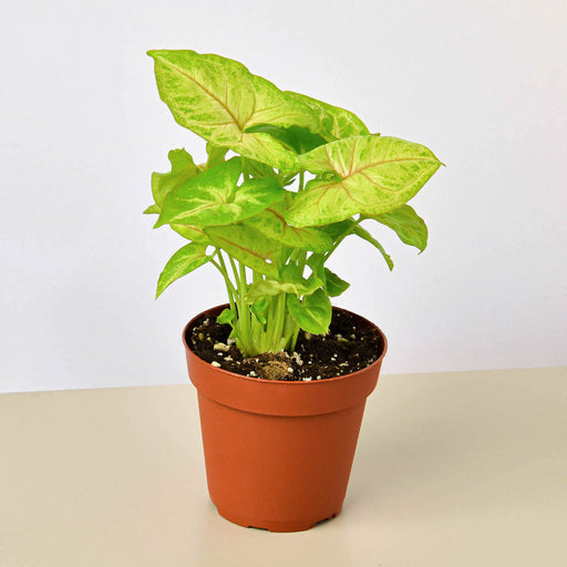 indoor plants syngonium Syngonium 'Golden' | Indoor Plant | Tropical Plant | Potted Plant