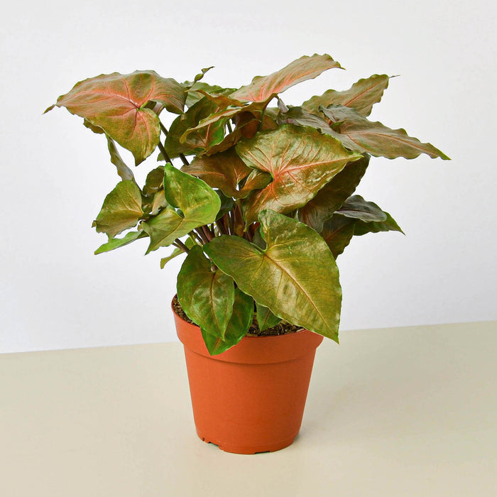 is syngonium an indoor plant Syngonium 'Merry'