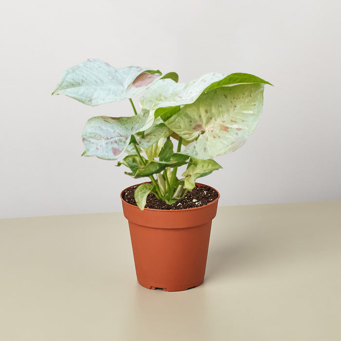 is milk good for plants indoors Syngonium 'Milk Confetti' | Indoor Plant | Tropical Plant | Potted Plant