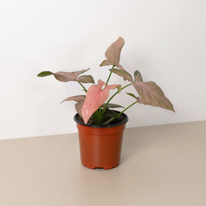 pink leaf plant indoor Syngonium 'Pink Splash' - 4" Pot | Indoor Plant | Tropical Plant | Potted Plant