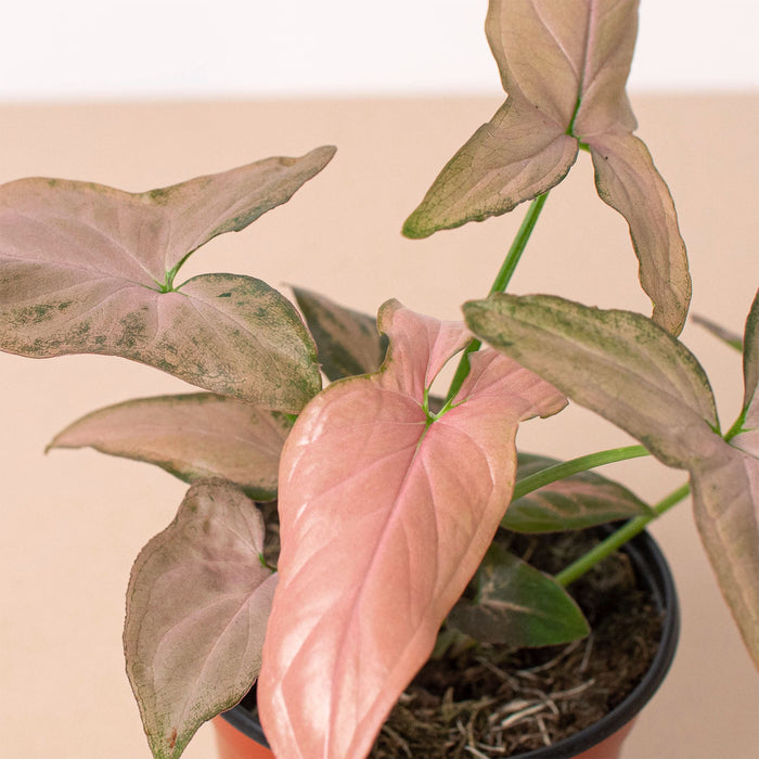 syngonium indoor plant Syngonium 'Pink Splash'