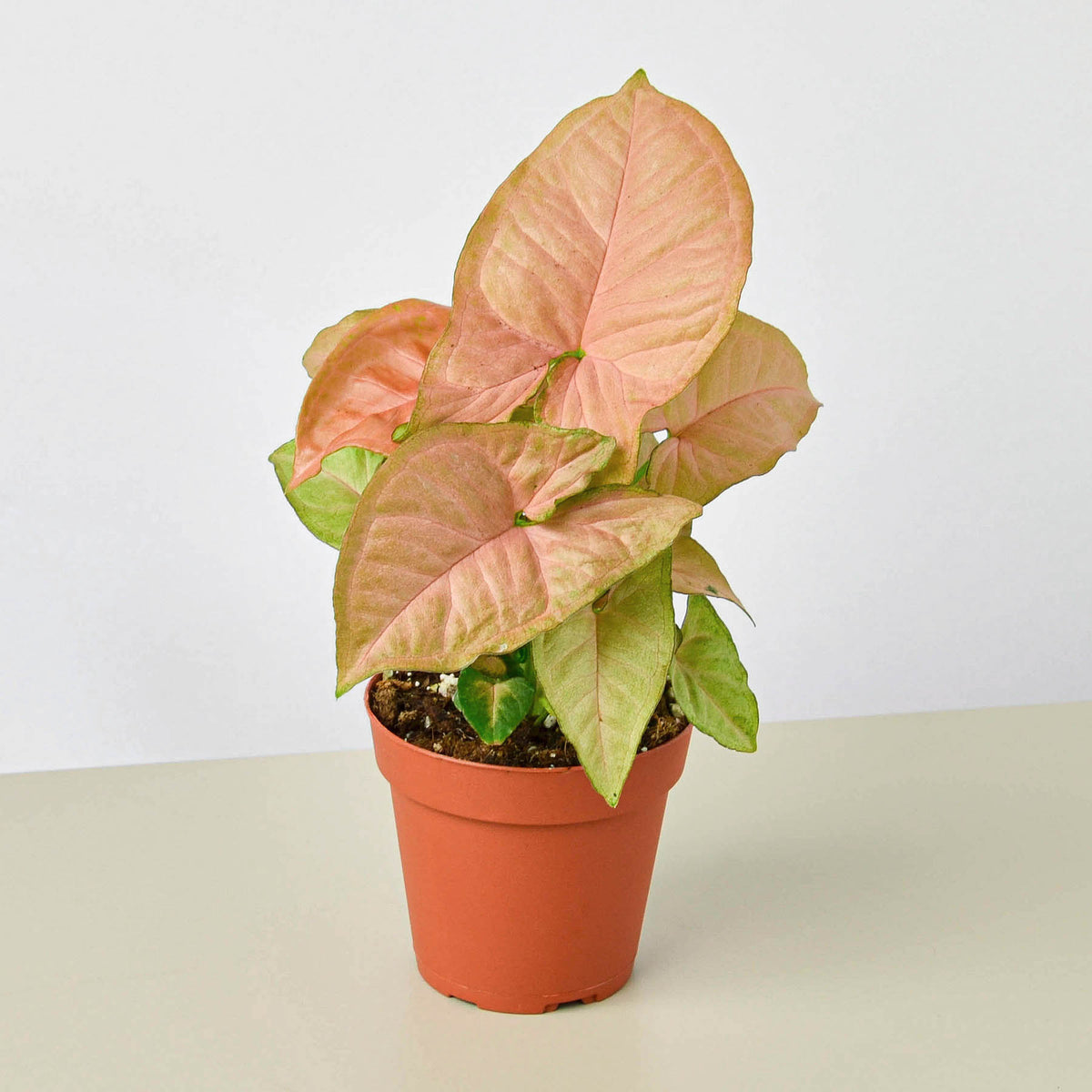 strawberry house plant Syngonium 'Strawberry' | Indoor Plant | Arrowhead plant | Potted Plant