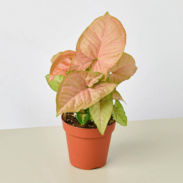is syngonium an indoor plant Syngonium 'Strawberry' | Indoor Plant | Arrowhead plant | Potted Plant