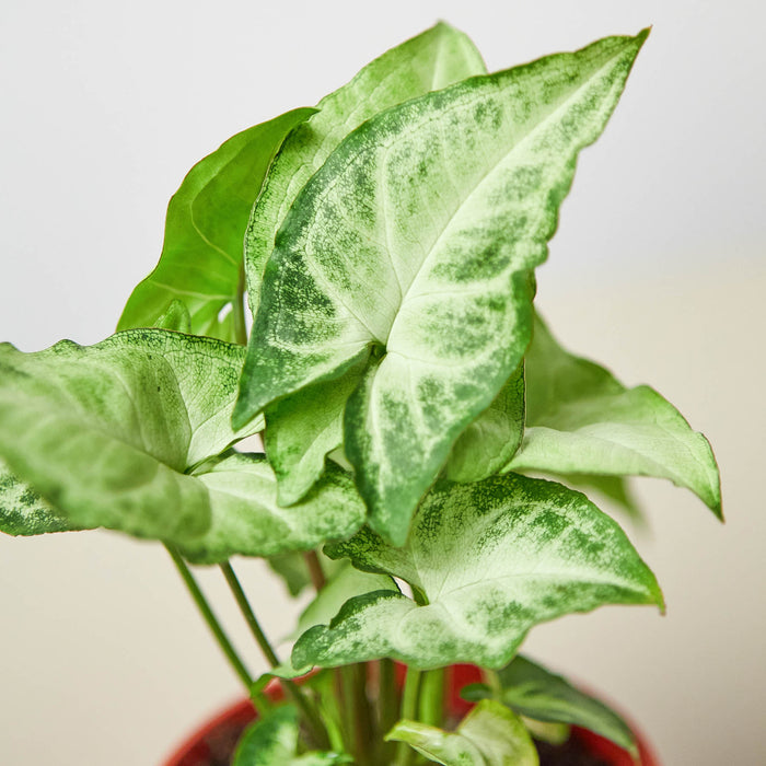 butterfly house plant Syngonium 'White Butterfly' | Indoor Plant | Tropical Plant | Potted Plant