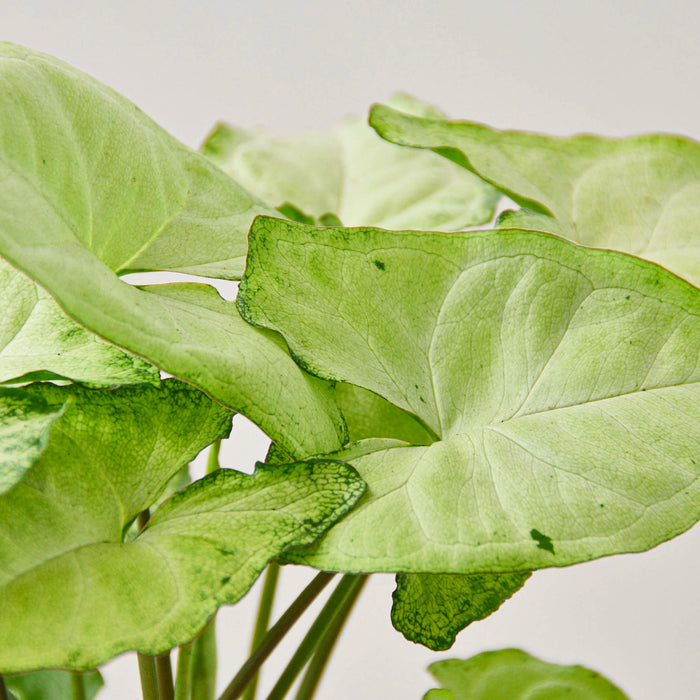 butterfly house plant sale Syngonium 'White Butterfly' | Indoor Plant | Tropical Plant | Potted Plant