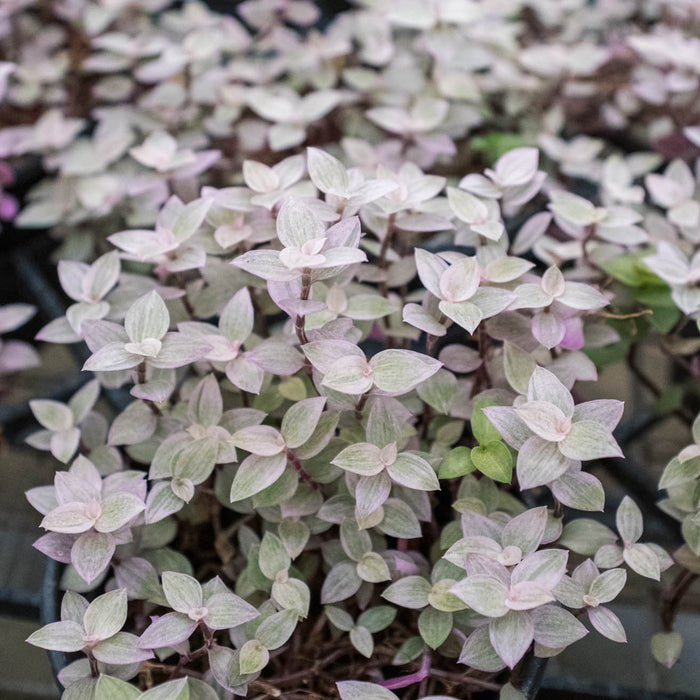 pink panther succulent Tradescantia Callisia 'Pink Panther'