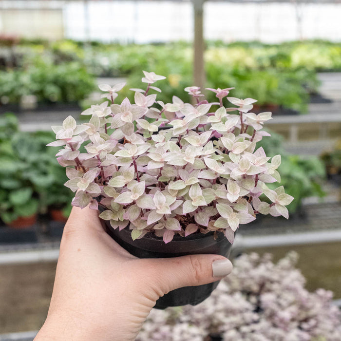 pink panther plant indoor Tradescantia Callisia 'Pink Panther'