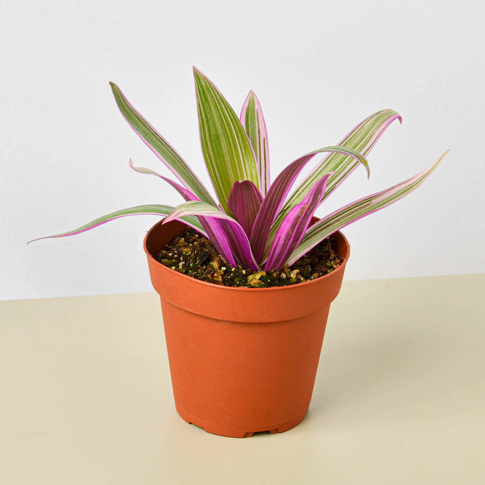 pink tradescantia indoor plant Tradescantia 'Oyster Plant' | Indoor Plant | Tropical Plant | Potted Plant
