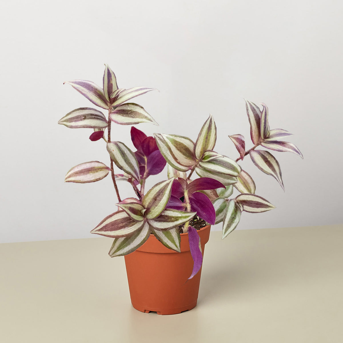 wandering jew plant succulent Tradescantia Zebrina 'Wandering Dude'