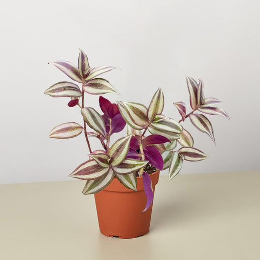 pink tradescantia indoor plant Tradescantia Zebrina 'Wandering Dude'