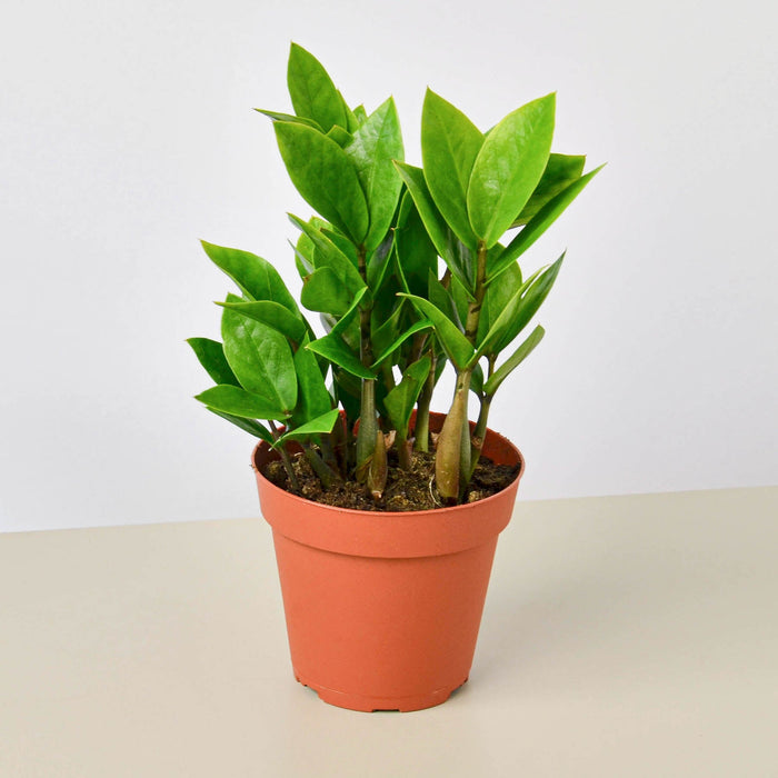 creepy plant pots Creepy Plant Bundle