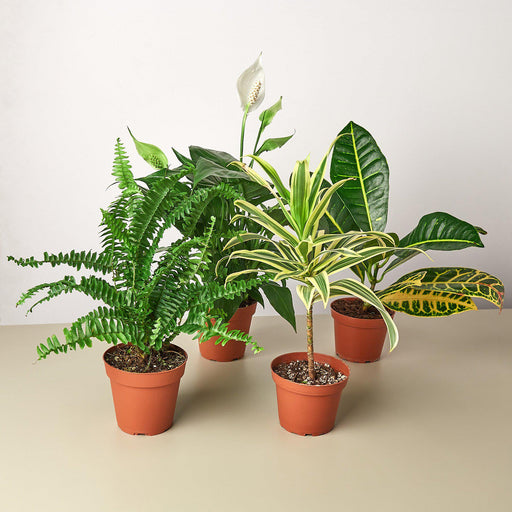 tropical indoor plants names Air Purifying Variety Bundle