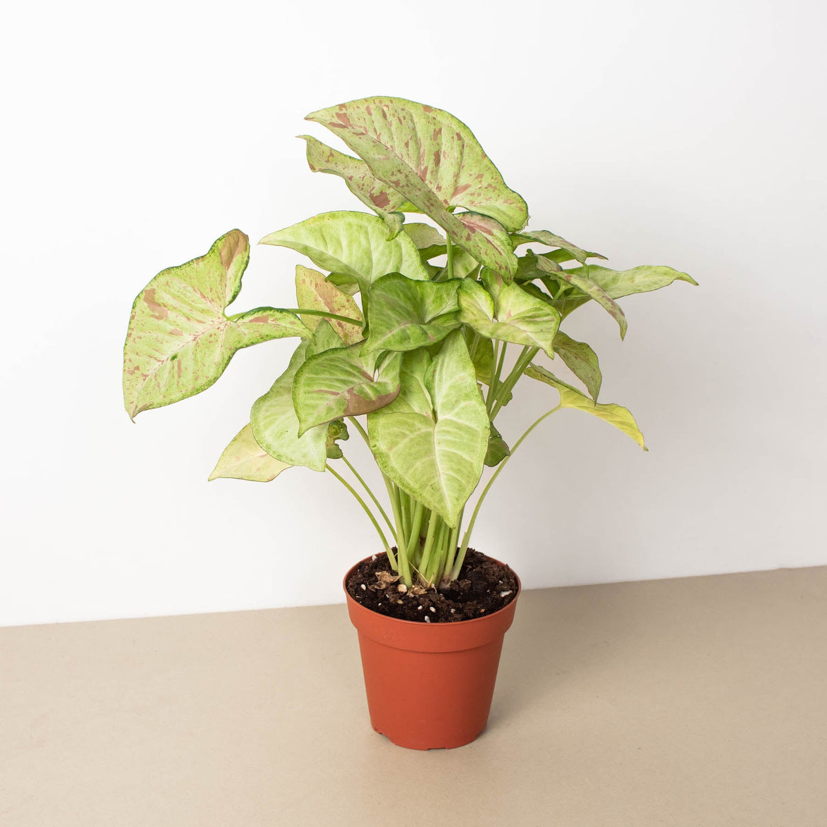 Syngonium 'Confetti' | House Plant Shop