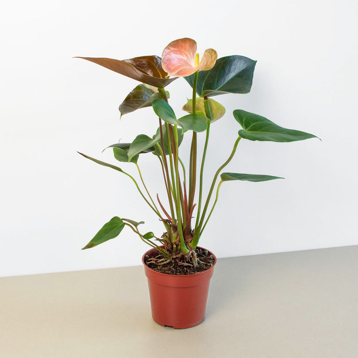anthurium rinvaso Anthurium Rainbow Champion
